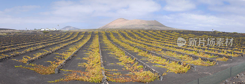 La Geria火山葡萄酒谷